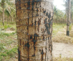 Description: http://agritech.tnau.ac.in/expert_system/coconut/coconut/images/diseases/stembleeding.jpg